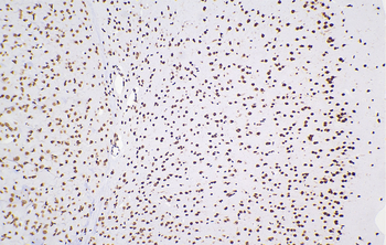 Multi-rAb Polymer HRP-Goat Rabbit Recombinant Secondary Antibody (H+L)