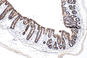 Multi-rAb Polymer HRP-Goat Rabbit Recombinant Secondary Antibody (H+L)