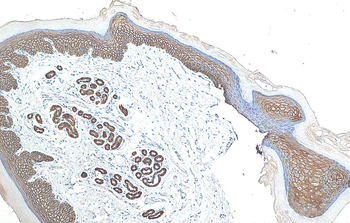 Multi-rAb Polymer HRP-Goat Rabbit Recombinant Secondary Antibody (H+L)