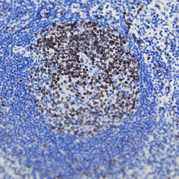 Multi-rAb Polymer HRP-Goat Rabbit Recombinant Secondary Antibody (H+L)