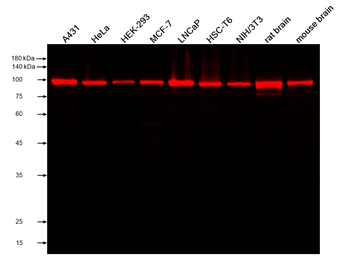 Multi-rAb CoraLite Plus 750-Goat Rabbit Recombinant Secondary Antibody (H+L)