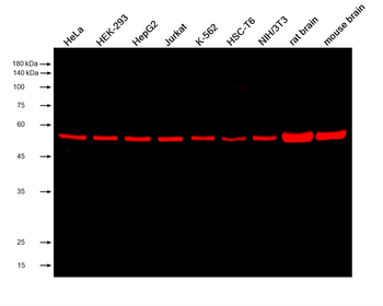Multi-rAb CoraLite Plus 750-Goat Rabbit Recombinant Secondary Antibody (H+L)