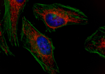 Multi-rAb CoraLite Plus 750-Goat Rabbit Recombinant Secondary Antibody (H+L)