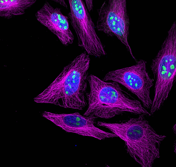Multi-rAb CoraLite Plus 647-Goat Rabbit Recombinant Secondary Antibody (H+L)