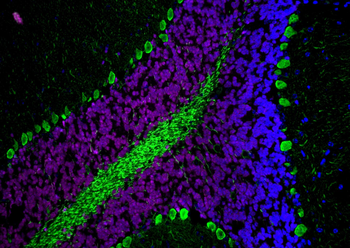 Multi-rAb CoraLite Plus 647-Goat Rabbit Recombinant Secondary Antibody (H+L)