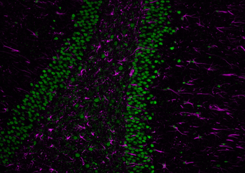 Multi-rAb CoraLite Plus 647-Goat Rabbit Recombinant Secondary Antibody (H+L)