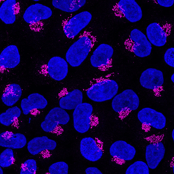 Multi-rAb CoraLite Plus 647-Goat Rabbit Recombinant Secondary Antibody (H+L)
