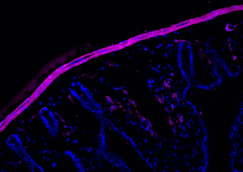 Multi-rAb CoraLite Plus 647-Goat Rabbit Recombinant Secondary Antibody (H+L)