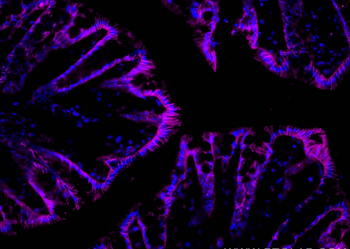 Multi-rAb CoraLite Plus 647-Goat Rabbit Recombinant Secondary Antibody (H+L)