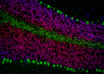 Multi-rAb CoraLite Plus 594-Goat Rabbit Recombinant Secondary Antibody (H+L)