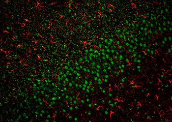 Multi-rAb CoraLite Plus 594-Goat Rabbit Recombinant Secondary Antibody (H+L)
