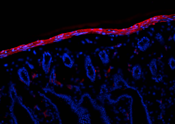 Multi-rAb CoraLite Plus 594-Goat Rabbit Recombinant Secondary Antibody (H+L)