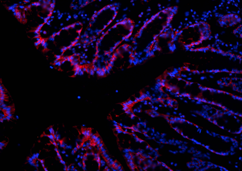 Multi-rAb CoraLite Plus 594-Goat Rabbit Recombinant Secondary Antibody (H+L)