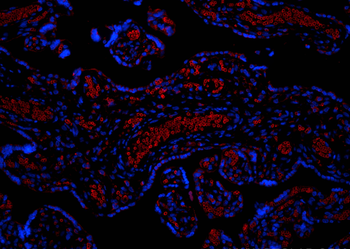 Multi-rAb CoraLite Plus 594-Goat Rabbit Recombinant Secondary Antibody (H+L)