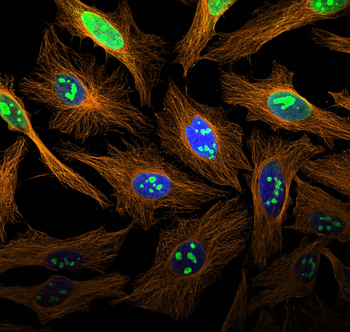 Multi-rAb CoraLite Plus 555-Goat Rabbit Recombinant Secondary Antibody (H+L)