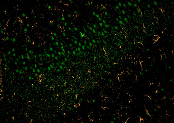 Multi-rAb CoraLite Plus 555-Goat Rabbit Recombinant Secondary Antibody (H+L)