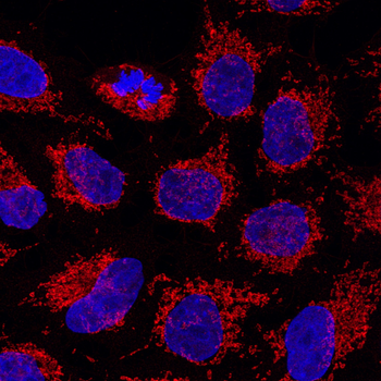 Multi-rAb CoraLite Plus 555-Goat Rabbit Recombinant Secondary Antibody (H+L)