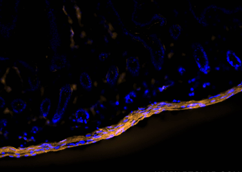 Multi-rAb CoraLite Plus 555-Goat Rabbit Recombinant Secondary Antibody (H+L)