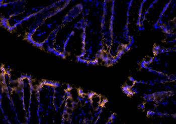 Multi-rAb CoraLite Plus 555-Goat Rabbit Recombinant Secondary Antibody (H+L)