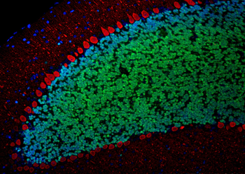 Multi-rAb CoraLite Plus 488-Goat Rabbit Recombinant Secondary Antibody (H+L)
