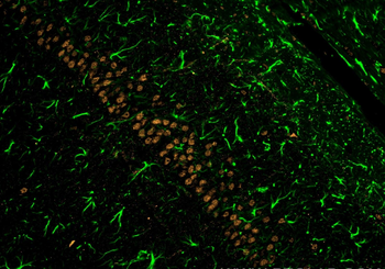 Multi-rAb CoraLite Plus 488-Goat Rabbit Recombinant Secondary Antibody (H+L)