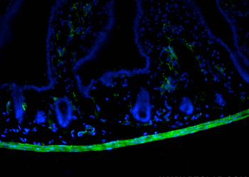 Multi-rAb CoraLite Plus 488-Goat Rabbit Recombinant Secondary Antibody (H+L)