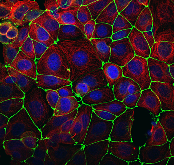 Multi-rAb CoraLite Plus 488-Goat Rabbit Recombinant Secondary Antibody (H+L)