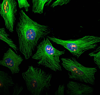 Multi-rAb CoraLite Plus 488-Goat Rabbit Recombinant Secondary Antibody (H+L)