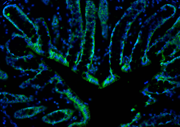 Multi-rAb CoraLite Plus 488-Goat Rabbit Recombinant Secondary Antibody (H+L)