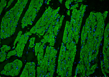 Multi-rAb CoraLite Plus 488-Goat Rabbit Recombinant Secondary Antibody (H+L)