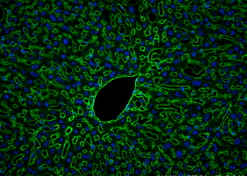 Multi-rAb CoraLite Plus 488-Goat Rabbit Recombinant Secondary Antibody (H+L)