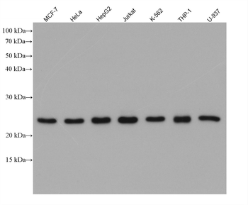Multi-rAb HRP-Goat Rabbit Recombinant Secondary Antibody (H+L)