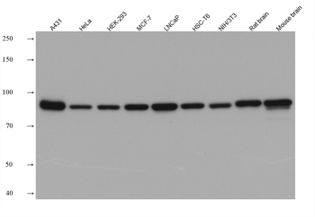 Multi-rAb HRP-Goat Rabbit Recombinant Secondary Antibody (H+L)