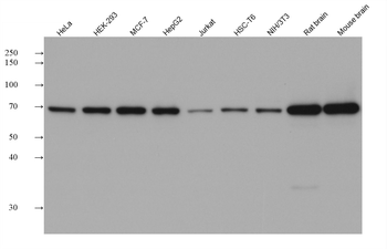 Multi-rAb HRP-Goat Rabbit Recombinant Secondary Antibody (H+L)