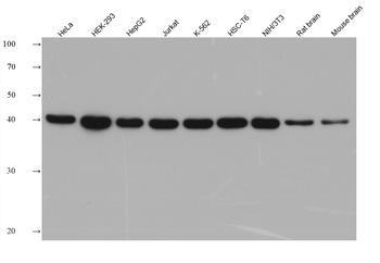 Multi-rAb HRP-Goat Rabbit Recombinant Secondary Antibody (H+L)