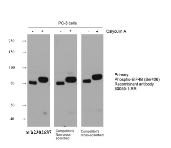 Multi-rAb HRP-Goat Rabbit Recombinant Secondary Antibody (H+L)