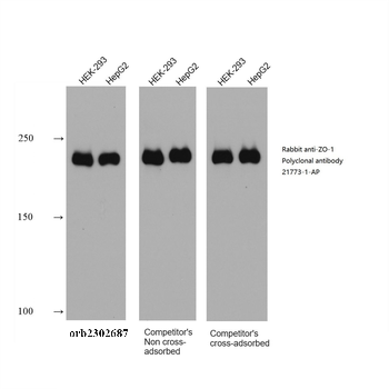 Multi-rAb HRP-Goat Rabbit Recombinant Secondary Antibody (H+L)