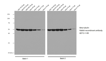 Multi-rAb HRP-Goat Rabbit Recombinant Secondary Antibody (H+L)