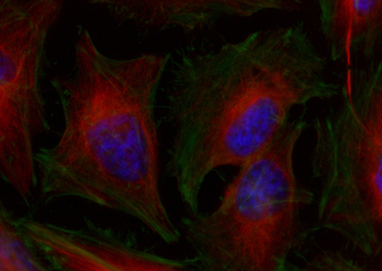 Multi-rAb CoraLite Plus 750-Goat Mouse Recombinant Secondary Antibody (H+L)