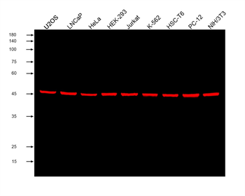 Multi-rAb CoraLite Plus 750-Goat Mouse Recombinant Secondary Antibody (H+L)