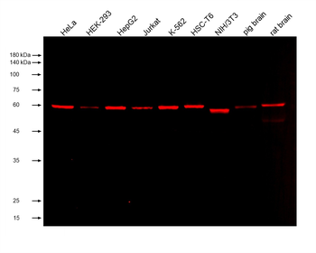 Multi-rAb CoraLite Plus 750-Goat Mouse Recombinant Secondary Antibody (H+L)