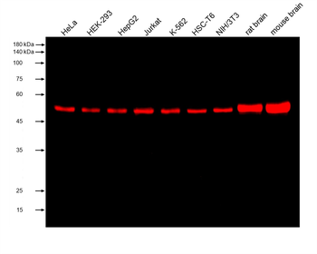 Multi-rAb CoraLite Plus 750-Goat Mouse Recombinant Secondary Antibody (H+L)