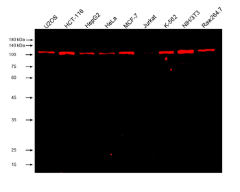 Multi-rAb CoraLite Plus 750-Goat Mouse Recombinant Secondary Antibody (H+L)