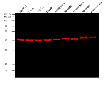 Multi-rAb CoraLite Plus 750-Goat Mouse Recombinant Secondary Antibody (H+L)
