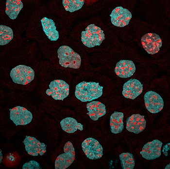 Multi-rAb CoraLite Plus 750-Goat Mouse Recombinant Secondary Antibody (H+L)