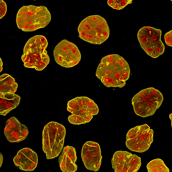 Multi-rAb CoraLite Plus 750-Goat Mouse Recombinant Secondary Antibody (H+L)