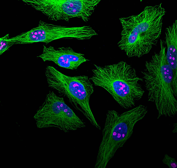 Multi-rAb CoraLite Plus 647-Goat Mouse Recombinant Secondary Antibody (H+L)