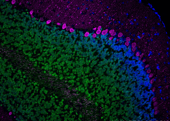 Multi-rAb CoraLite Plus 647-Goat Mouse Recombinant Secondary Antibody (H+L)