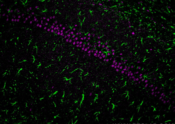 Multi-rAb CoraLite Plus 647-Goat Mouse Recombinant Secondary Antibody (H+L)