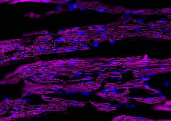 Multi-rAb CoraLite Plus 647-Goat Mouse Recombinant Secondary Antibody (H+L)